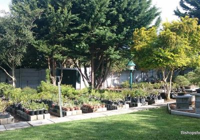 Bishopsford Bonsai Nursery