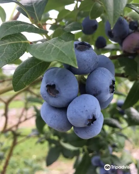 Bowser's Blueberries