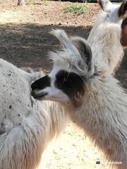 Var Lamas