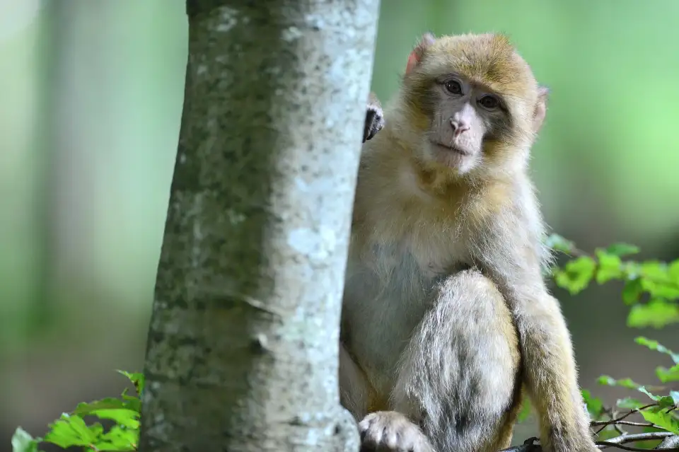 3_La Montagne des Singes