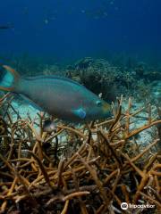 Buddy Dive Resort