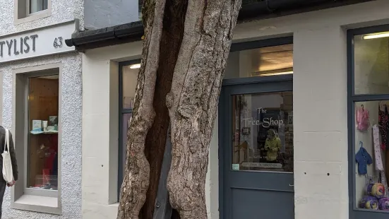 The Big Tree