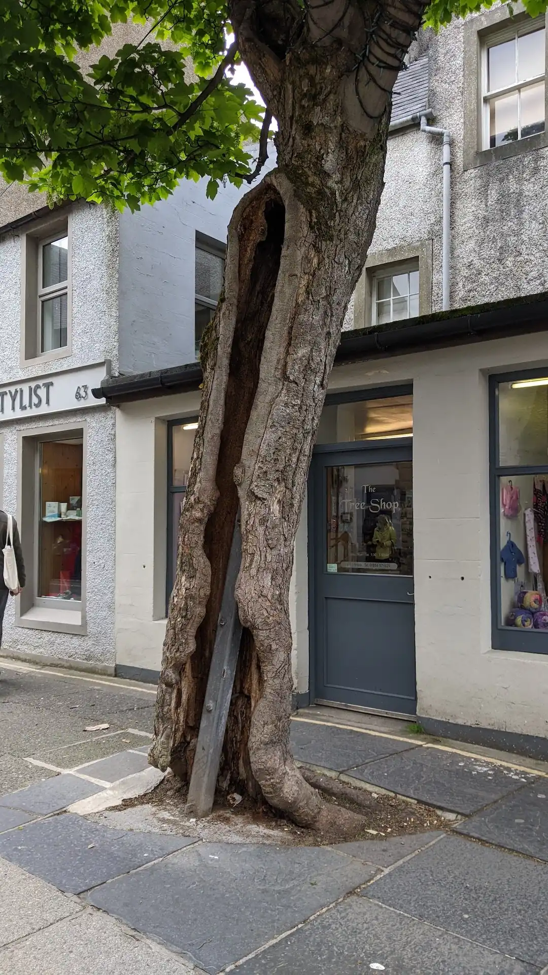 Hotels near The Big Tree