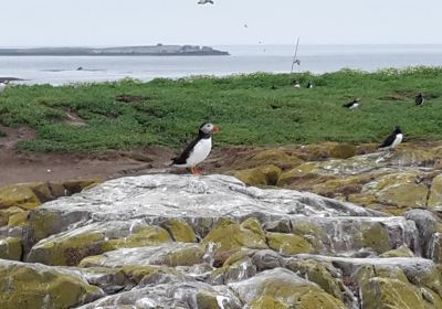 Farne Islands