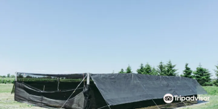 大山行花旗參示範農場