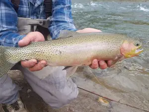 Headwaters Fly Fishing Guides