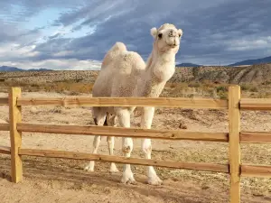 Camel Safari Las Vegas