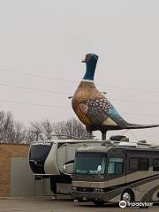 World's Largest Pheasant