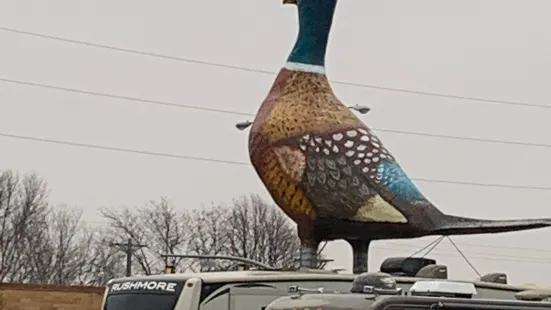 World's Largest Pheasant