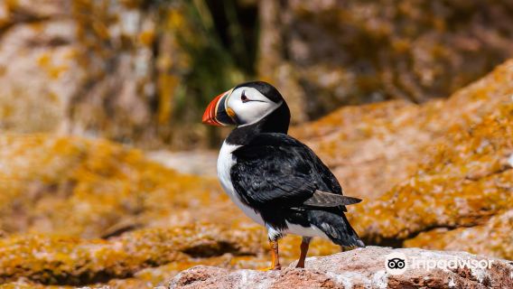 Acadia Puffin Cruise