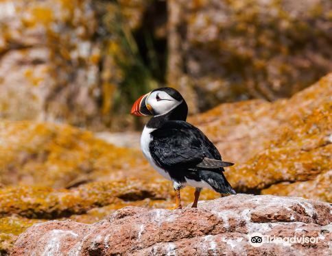 Acadia Puffin Cruise