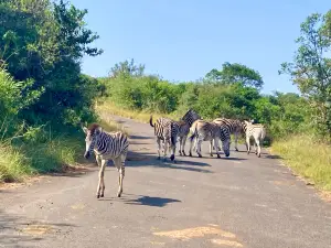 Hluhluwe - iMfolozi Park Wilderness Area