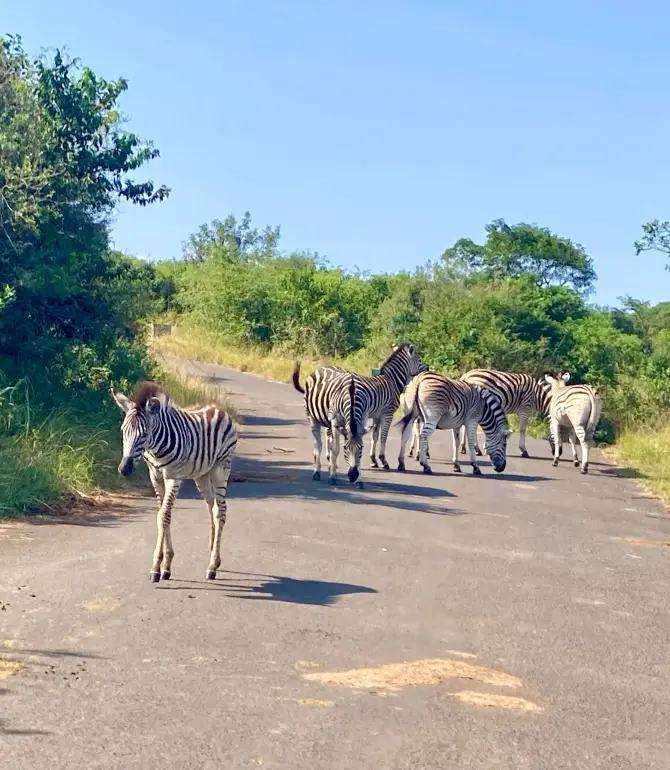 Hluhluwe Imfolozi Park
