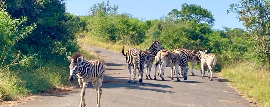 Hluhluwe - iMfolozi Park Wilderness Area