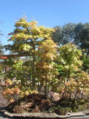 Bonsai Garden