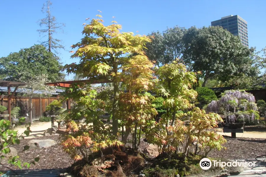 Bonsai Garden