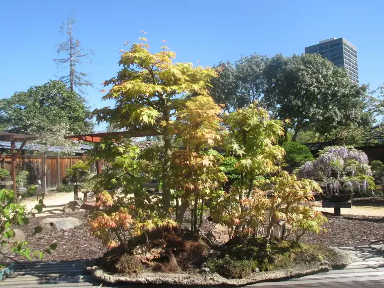 Hotels in der Nähe von GSBF Bonsai Garden at Lake Merritt