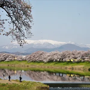 白石川堤一目千本桜