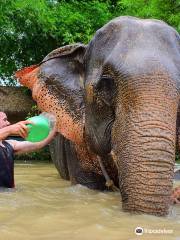 Elephant Retirement Park Phuket