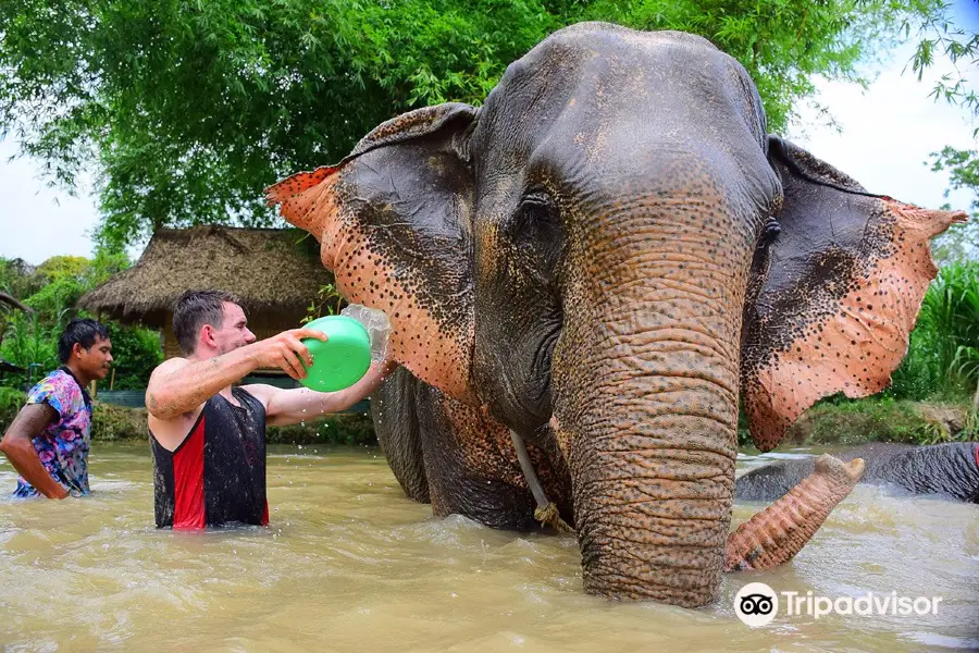 Elephant Retirement Park Phuket