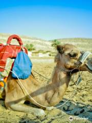 Negev Camel Ranch