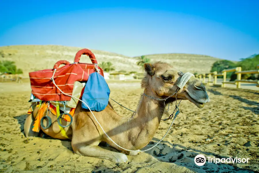 Negev Camel Ranch