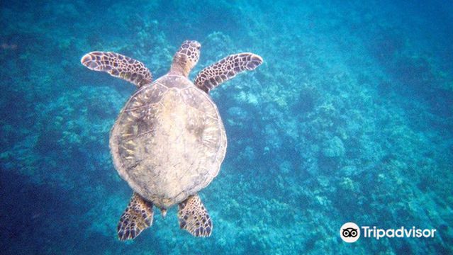 seafire snorkel adventures