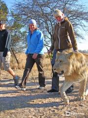 Lion Encounter Zimbabwe