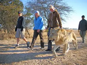 Lion Encounter Zimbabwe