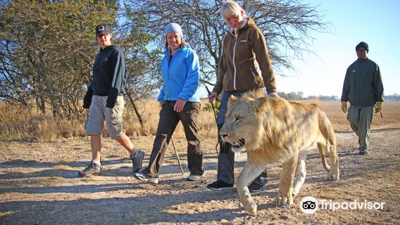 Walk With Lions Victoria Falls