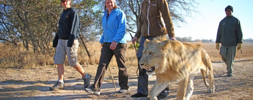 Walk With Lions Victoria Falls