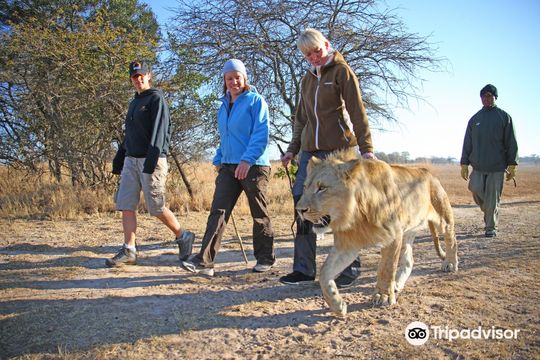 Walk With Lions Victoria Falls