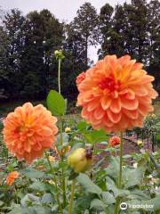 Machida Dahlia Gardens