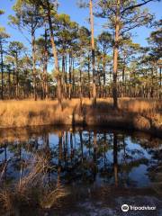 Patsy Pond Nature Trail