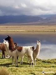 Eduardo Avaroa National Reserve of Andean Fauna