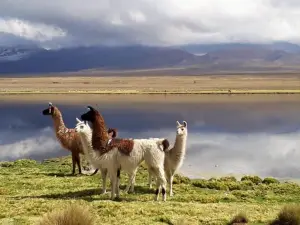 Eduardo Avaroa National Reserve of Andean Fauna