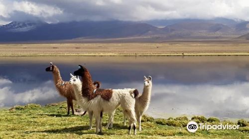 Eduardo Avaroa National Reserve of Andean Fauna