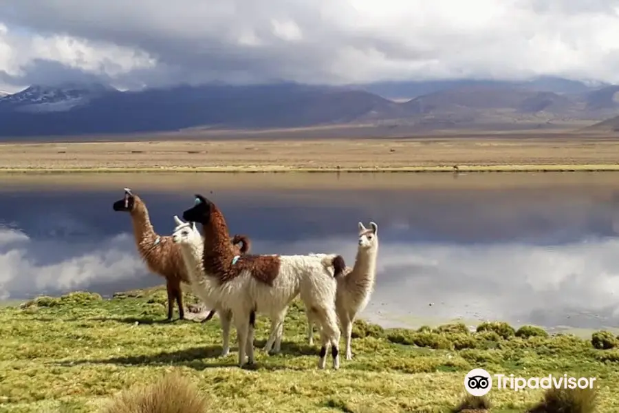 Eduardo Avaroa National Reserve of Andean Fauna