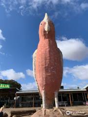 The Big Galah