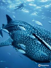 Whale Shark Alona & Oslob