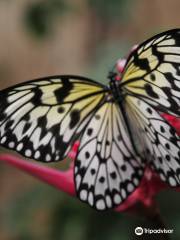 alaris Butterfly Park Sassnitz