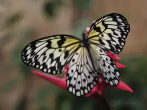 alaris Butterfly Park Sassnitz