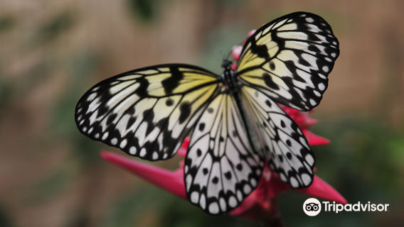 alaris Butterfly Park Sassnitz