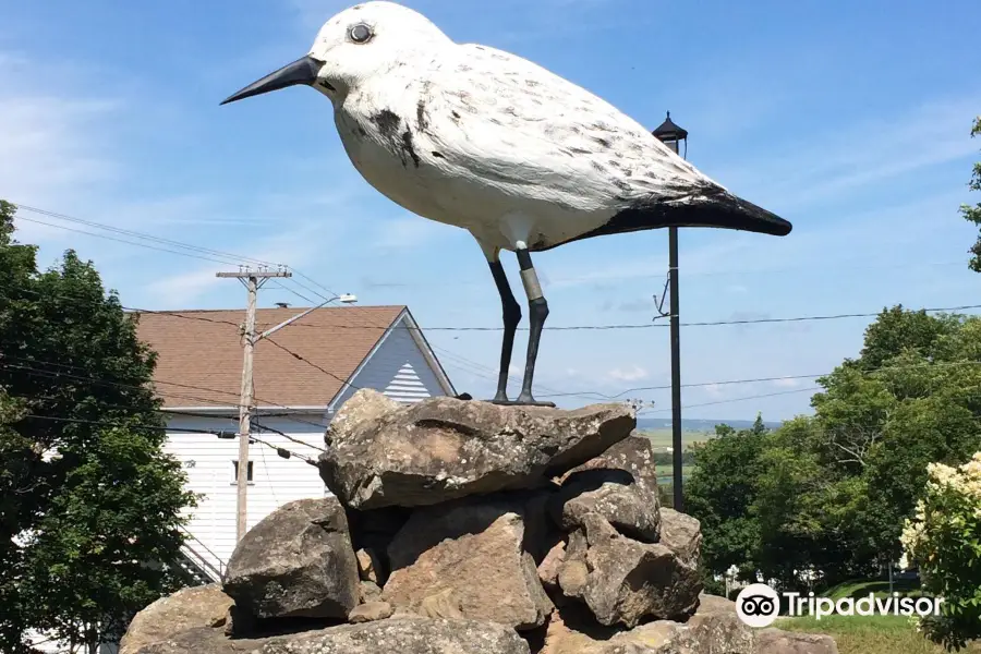 Shep - The World's Largest Semi-palmated Sandpiper