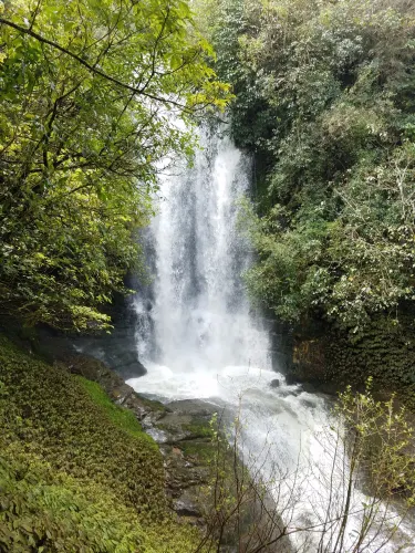 Piopio