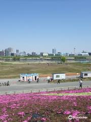 荒川赤羽桜堤緑地