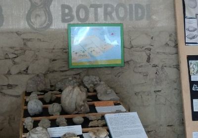 Museo dei Botroidi, Tazzola