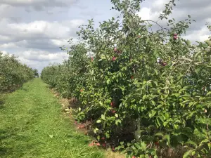 Applewood Orchard