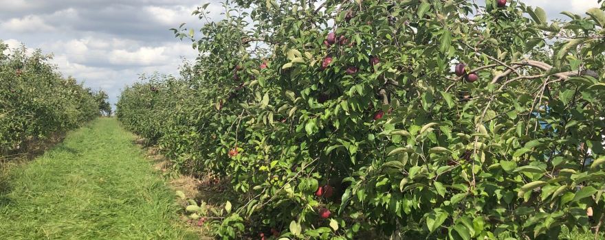 Applewood Orchard