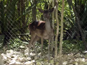 Wadadli Animal Nature Park